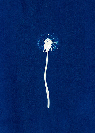"Dandelion" / 2024  / Cyanotype 5"x7" paper