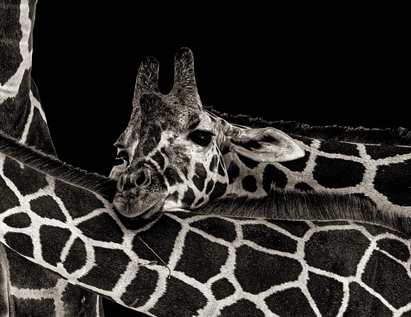 Reticulated Giraffe (Giraffa camelopardalis reticulata)