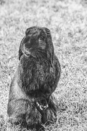 Sir Truffle