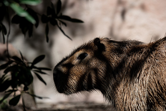 Elusive Capybara