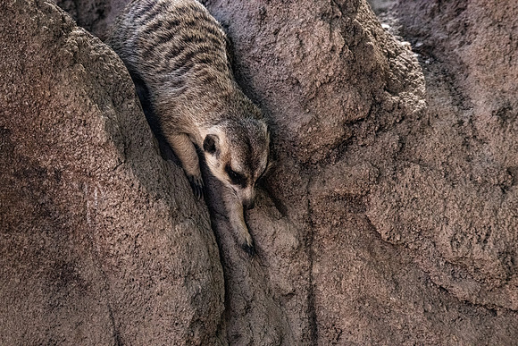 Rock Climber Meerkat