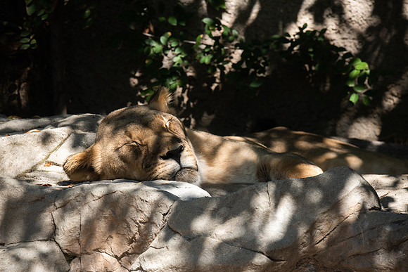 Sleeping Lioness