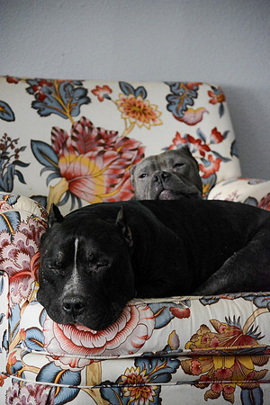 Armani & Shady