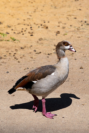 Egyptian Goose (Alopochen aegyptiacus)