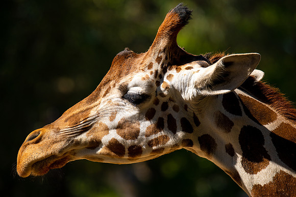 Reticulated Giraffe (Giraffa camelopardalis reticulata)