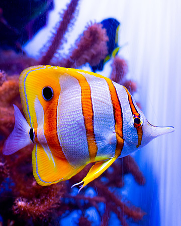 Copperband Butterflyfish (Chelmon rostratus)
