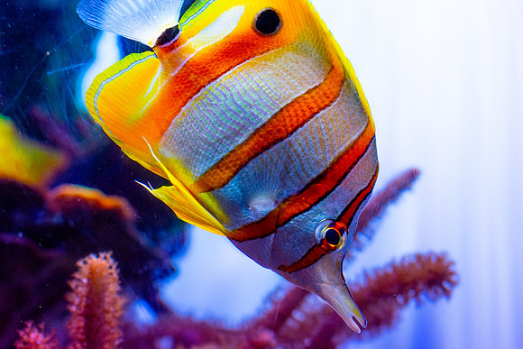 Copperband Butterflyfish (Chelmon rostratus)
