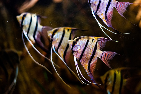 Altum Angelfish (Pterophyllum altum)