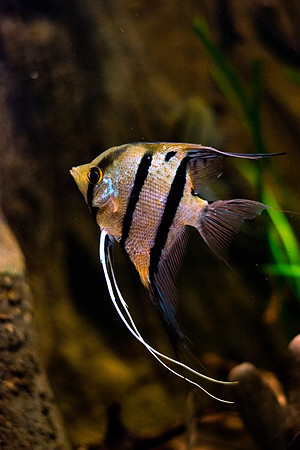 Altum Angelfish (Pterophyllum altum)