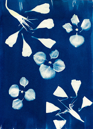 "Redirection" / 2024  / Cyanotype 5"x7" paper