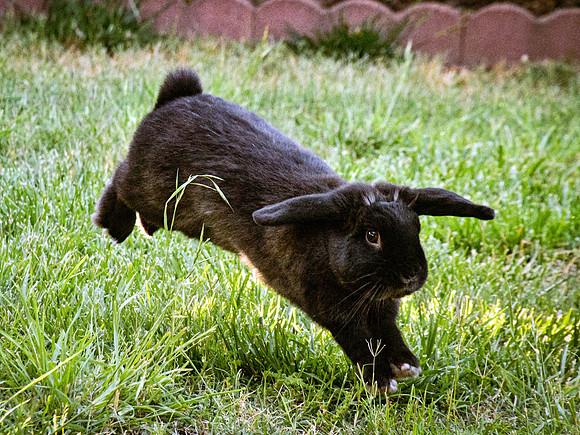 My Truffle bun