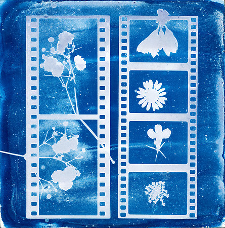 "Spring: Documented" / 2024 / Cyanotype 6"x6" panel