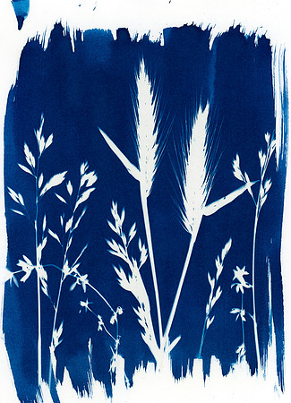 "Homeland" / 2024  / Cyanotype 5"x7" paper
