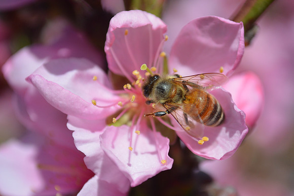 Honey Bee