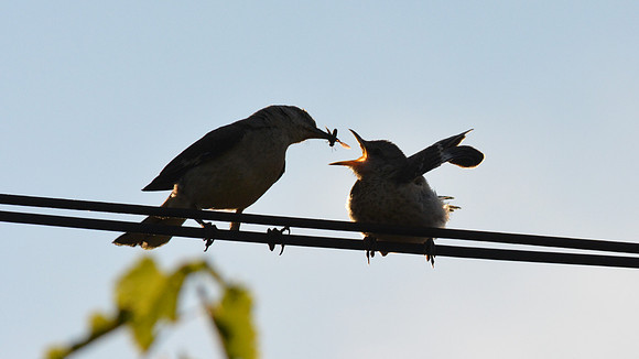 "Breakfast Time!"