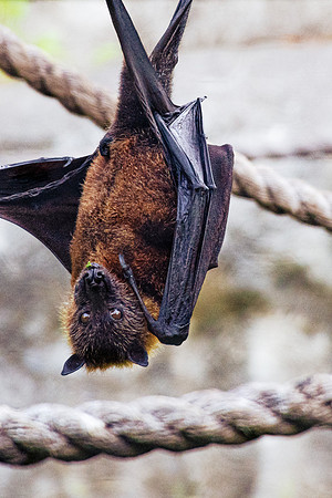 Flying Fox (Pteropus)