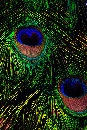 Indian peafowl (Pavo cristatus)