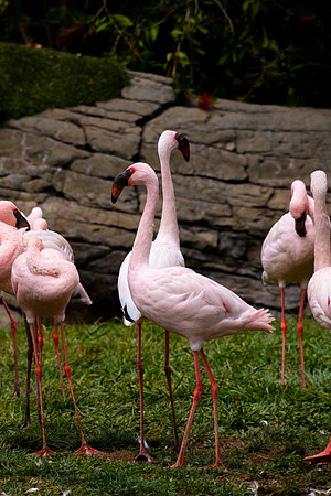 Lesser Flamingo (Phoeniconaias minor)