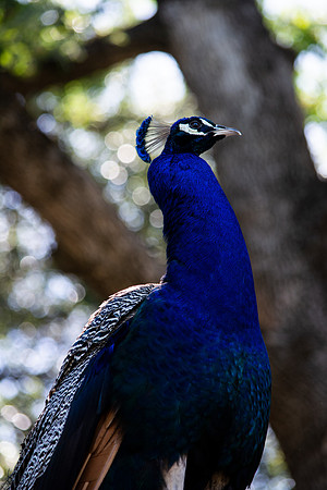Indian peafowl (Pavo cristatus)