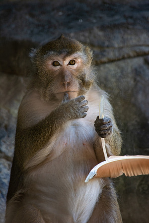 Macaques (Macaca)