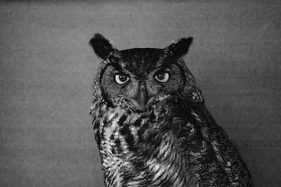 Great Horned Owl (Bubo virginianus)