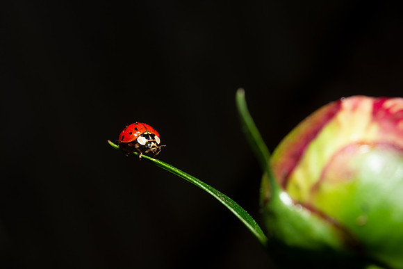 "Ladybug Adventure"