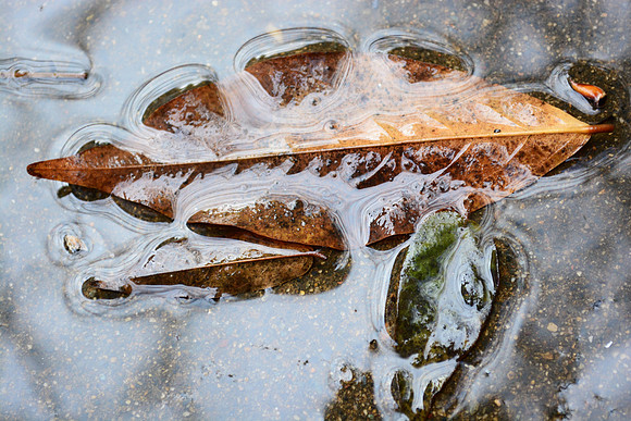 Reflections of Autumn