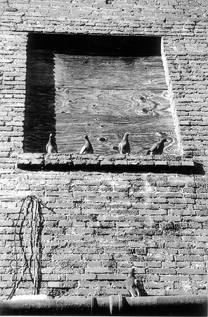 Abandoned By Man, Inhabited by Pigeons