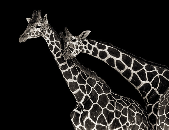 Reticulated Giraffe (Giraffa camelopardalis reticulata)