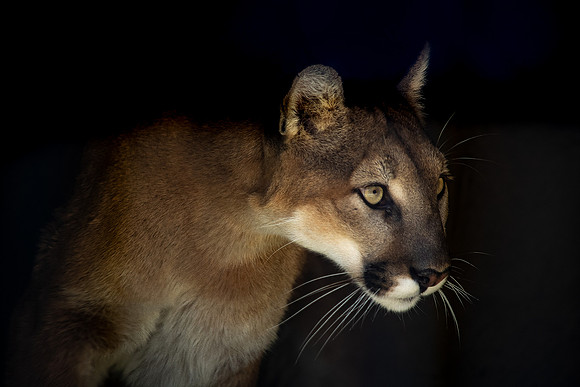 Mountain Lion aka Cougar (Puma concolor)