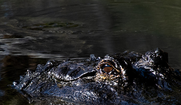 American Alligator (Alligator Mississippiensis)