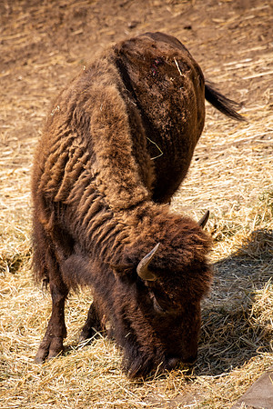 American Bison