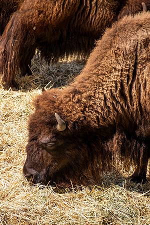 American Bison