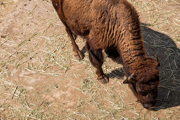 American Bison