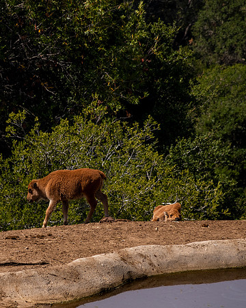 American Bison calf
