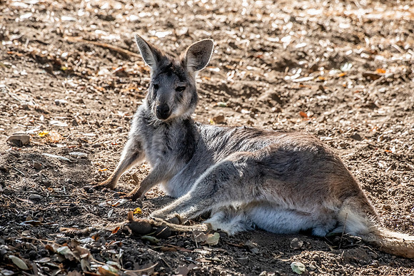Wallaroo (Macropus robustus)