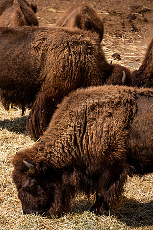 American Bison