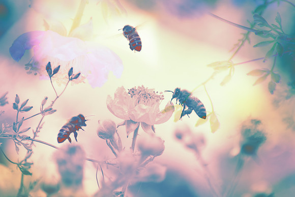 Roses in Euphoria