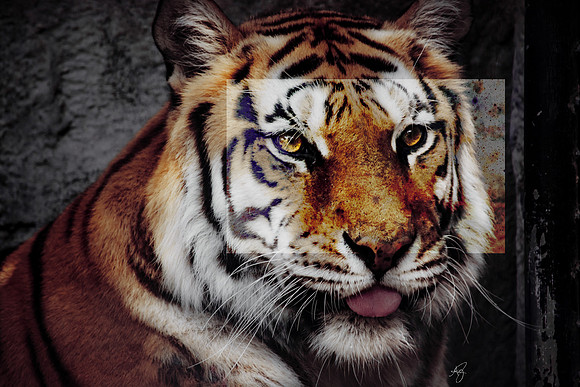 El Tigre