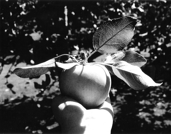 Apple of My Eye