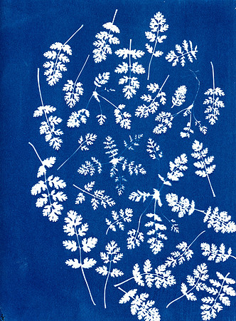 "Often Times" / 2023 / Cyanotype 12"x9" paper