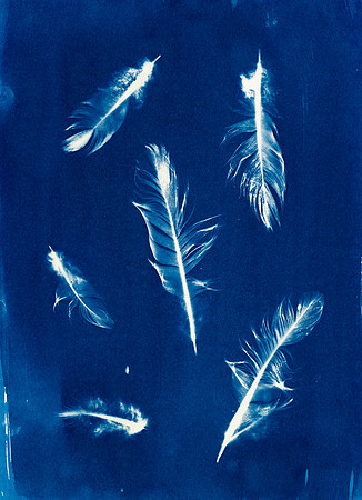 "Birds Of A Feather" / 2024  / Cyanotype 5"x7" paper