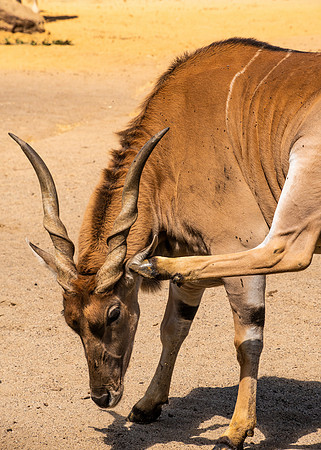 Eland Antelope (Taurotragus oryx)