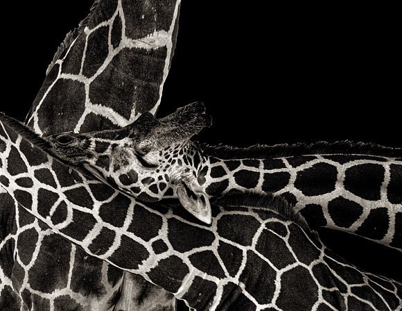 Reticulated Giraffe (Giraffa camelopardalis reticulata)
