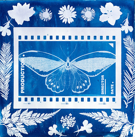 "Spring Haven" / 2024 / Cyanotype 6"x6" panel