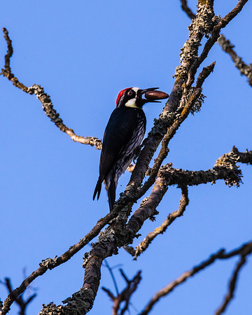 Acorn Woodpecker (Melanerpes formicivorus)
