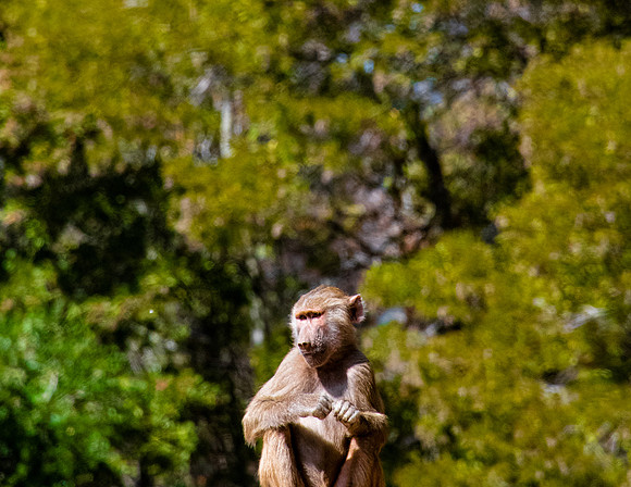 Hamadryas Baboon (Papio hamadryas)