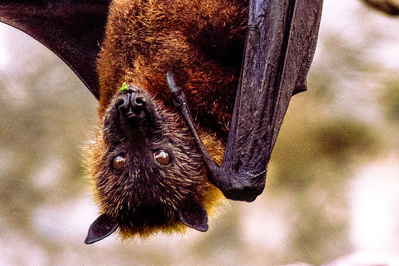 Flying Fox (Pteropus)