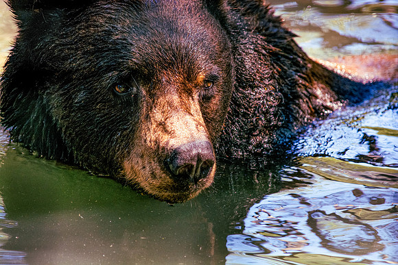 Henry the American Black Bear (Ursus americanus)