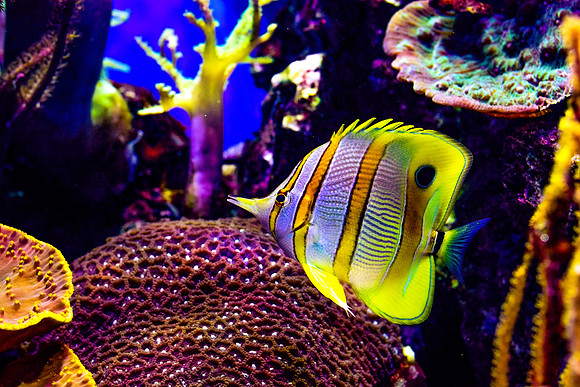 Copperband Butterflyfish (Chelmon rostratus)